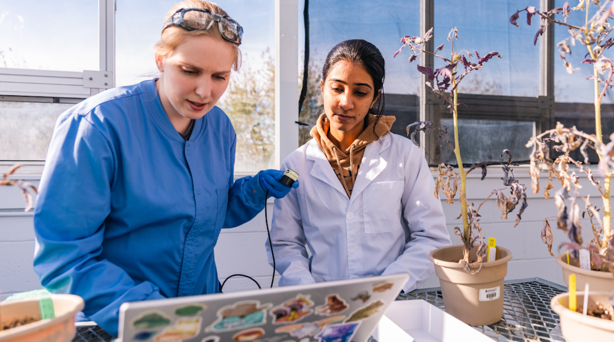 Photo of Erin Lincoln ’24 and Kajal Purohit M’24 looking at a laptop next to tomato plants.