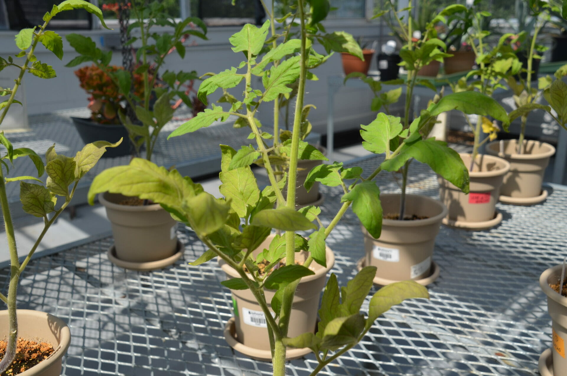 Biology experiment in Mendel Green House