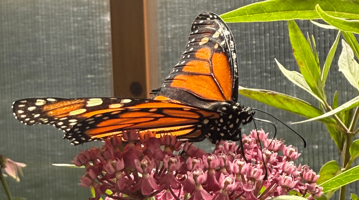 Monarch Butterfly by Raynna Collier