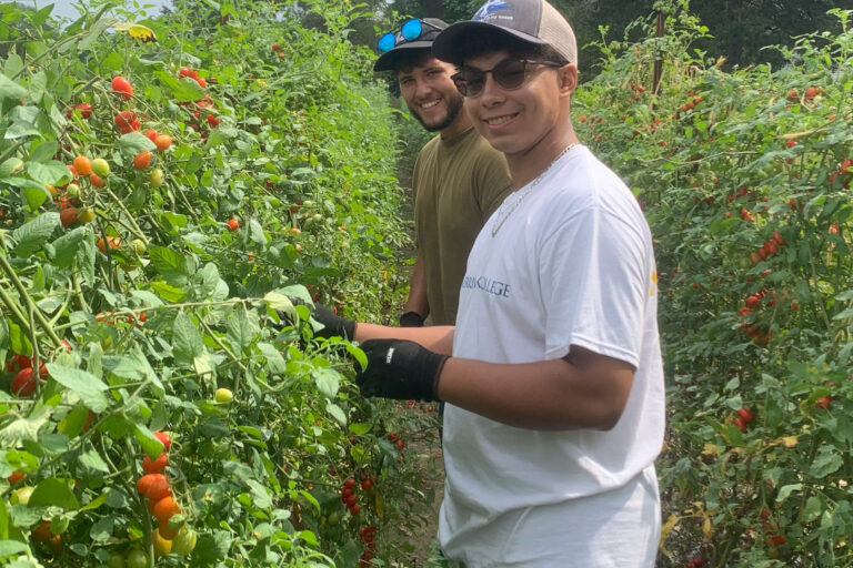 Honors Students working on crops for Farming Project