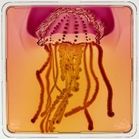 21650_jellyfish